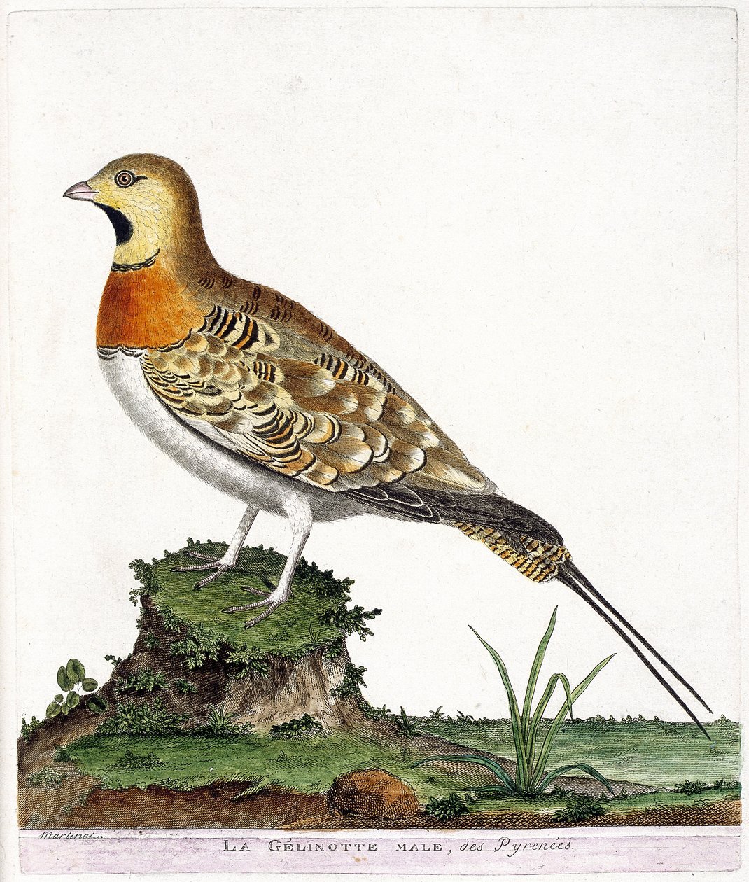 Tavola zoologica (ornitologia): Il maschio della gelinotte dei Pirenei (Ganga cata o pterocles alchata). Illustrazione in 
