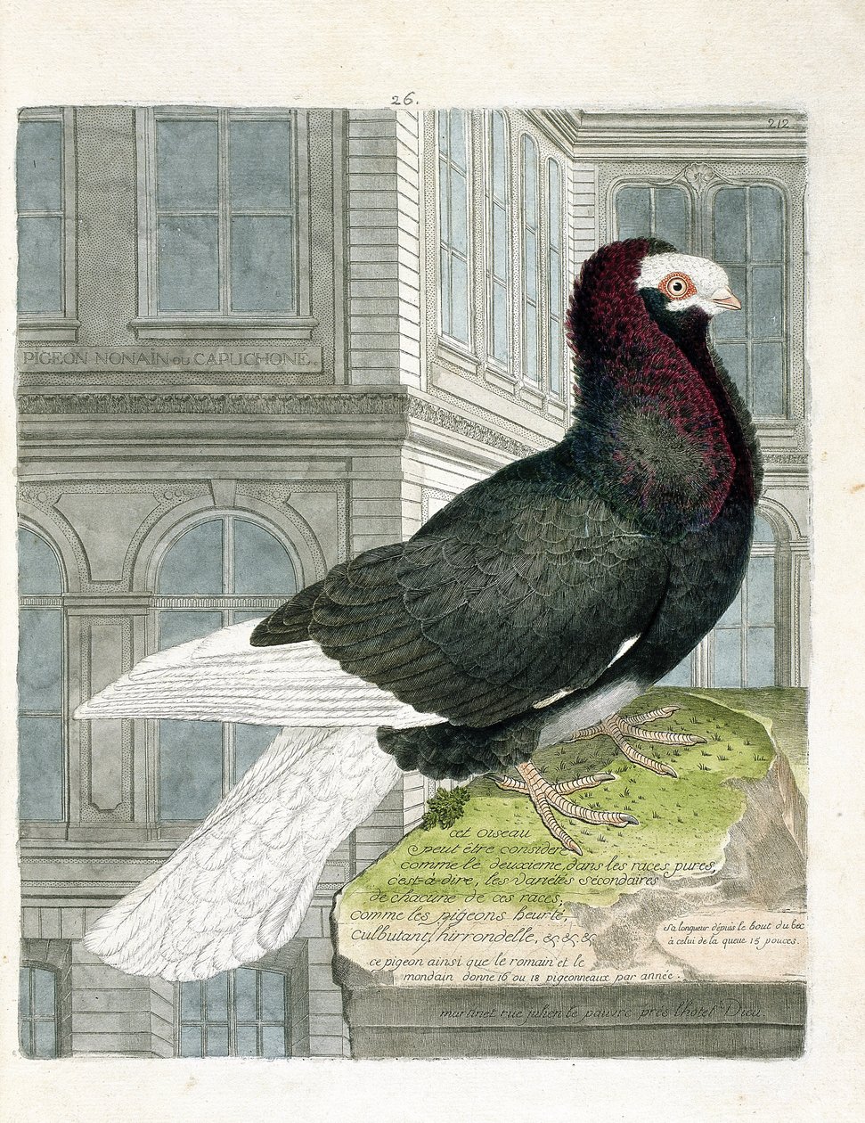 Tavola zoologica (ornitologia): Il piccione nonan o capuchone (piccione nano o columba livia). Illustrazione in "La storia degli uccelli, dipinti nel loro aspetto apparente e sensibile" di François Nicolas Martinet (1731-1800). Collezione privata. da Francois Nicolas Martinet