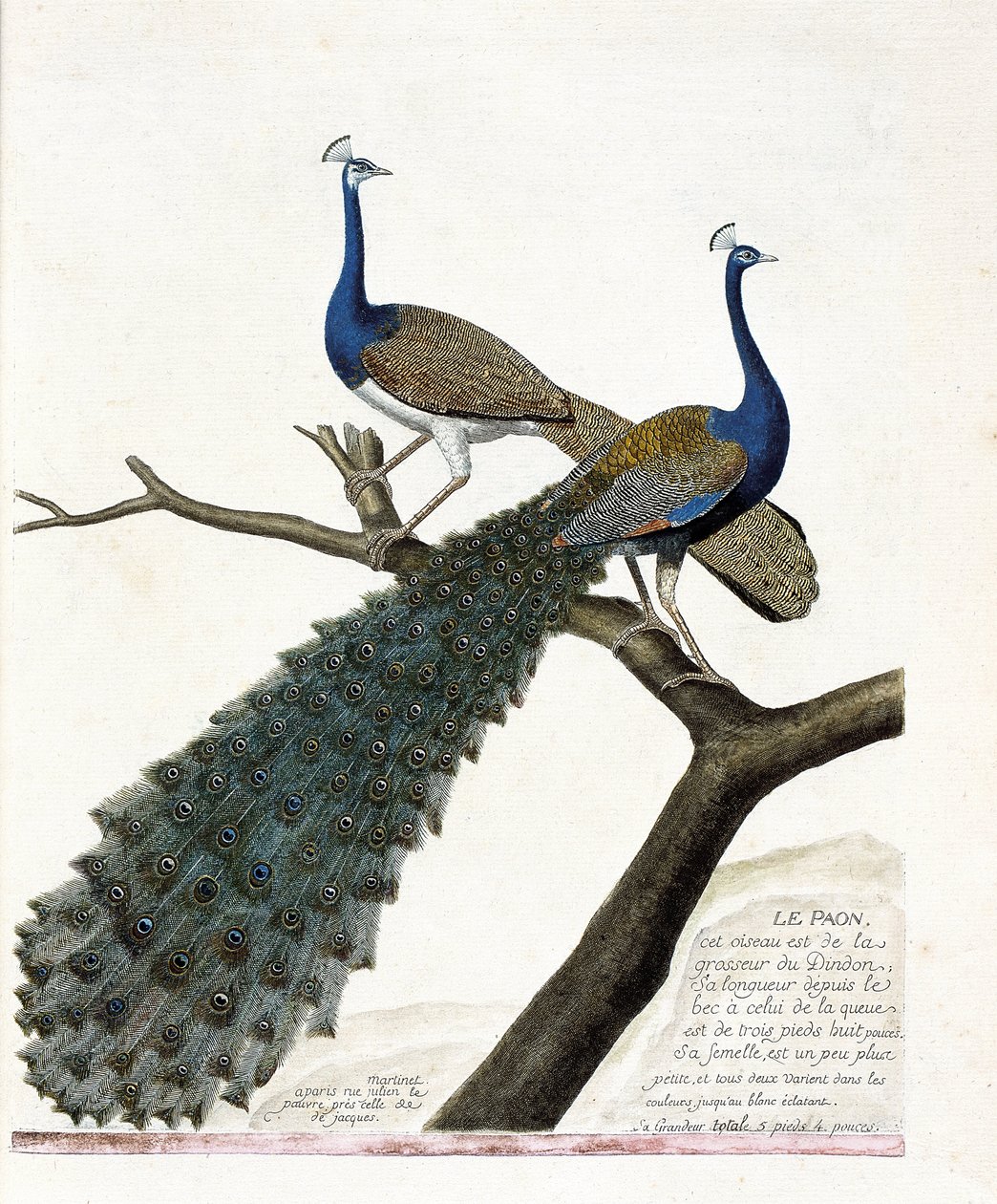 Tavola zoologica (ornitologia): Il pavone (pavone blu o pavo cristatus). Illustrazione in "La Storia degli Uccelli, Dipinti nei Loro Aspetti Apparenti e Sensibili" di Francois Nicolas Martinet (1731-1800). Collezione privata da Francois Nicolas Martinet