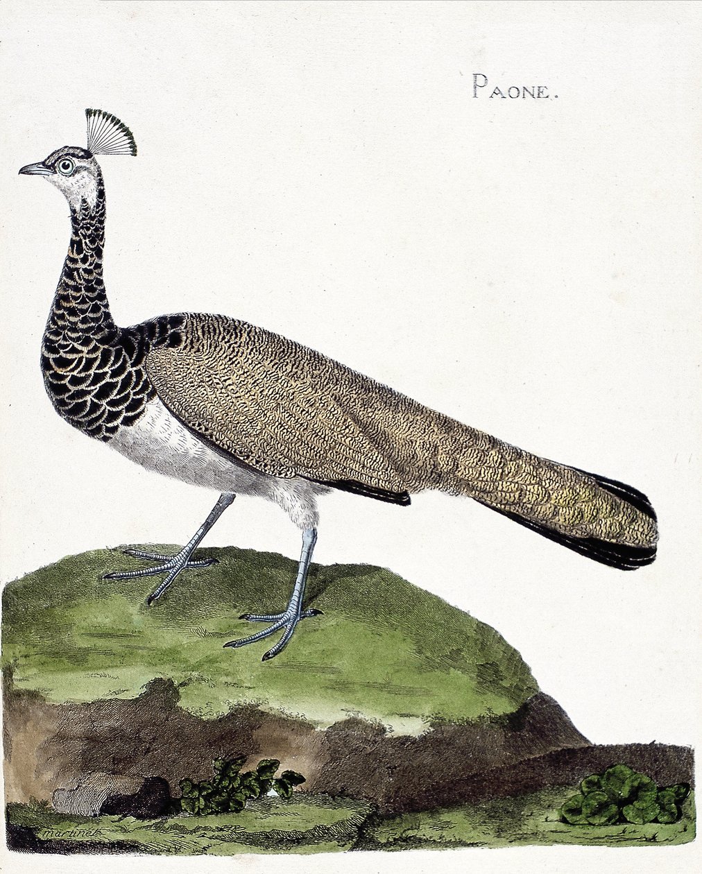 Tavola zoologica (ornitologia): Il pavone (pavone blu o pavo cristatus). Illustrazione in "La storia degli uccelli, dipinti nei loro aspetti apparenti e sensibili" di François Nicolas Martinet (1731-1800). Collezione privata da Francois Nicolas Martinet