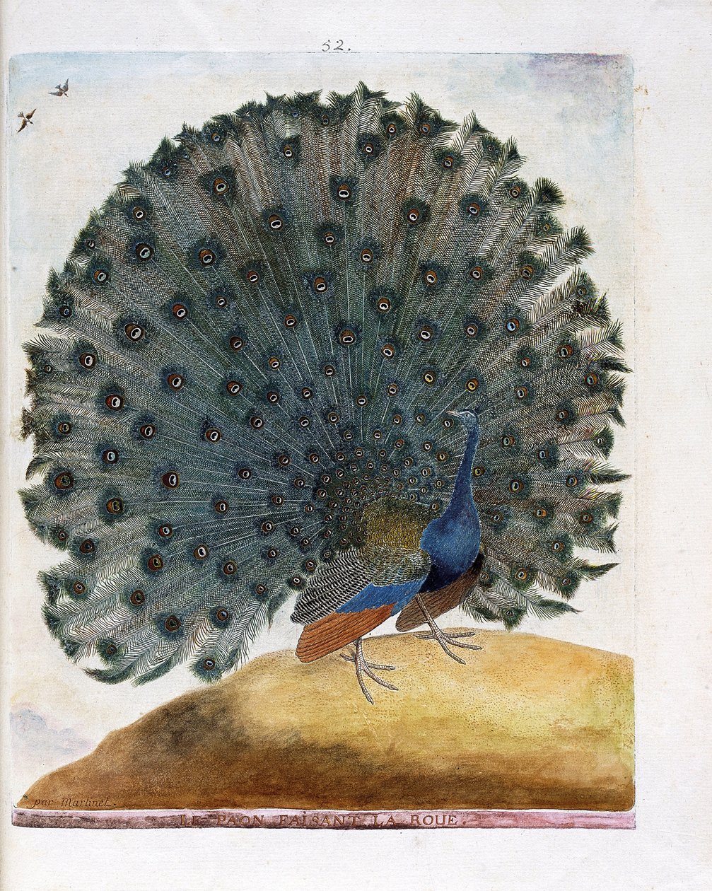 Tavola zoologica (ornitologia): Il pavone che fa la ruota (pavone blu o Pavo cristatus). Illustrazione in 