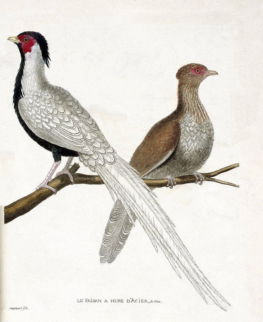 Tavola zoologica (ornitologia): Il fagiano ha una hupe d