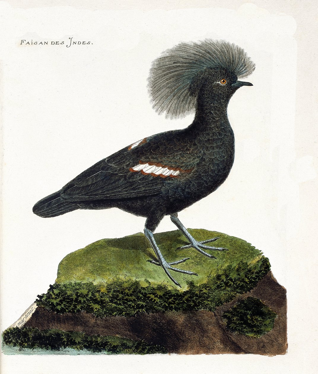 Tavola zoologica (ornitologia): Il fagiano dell