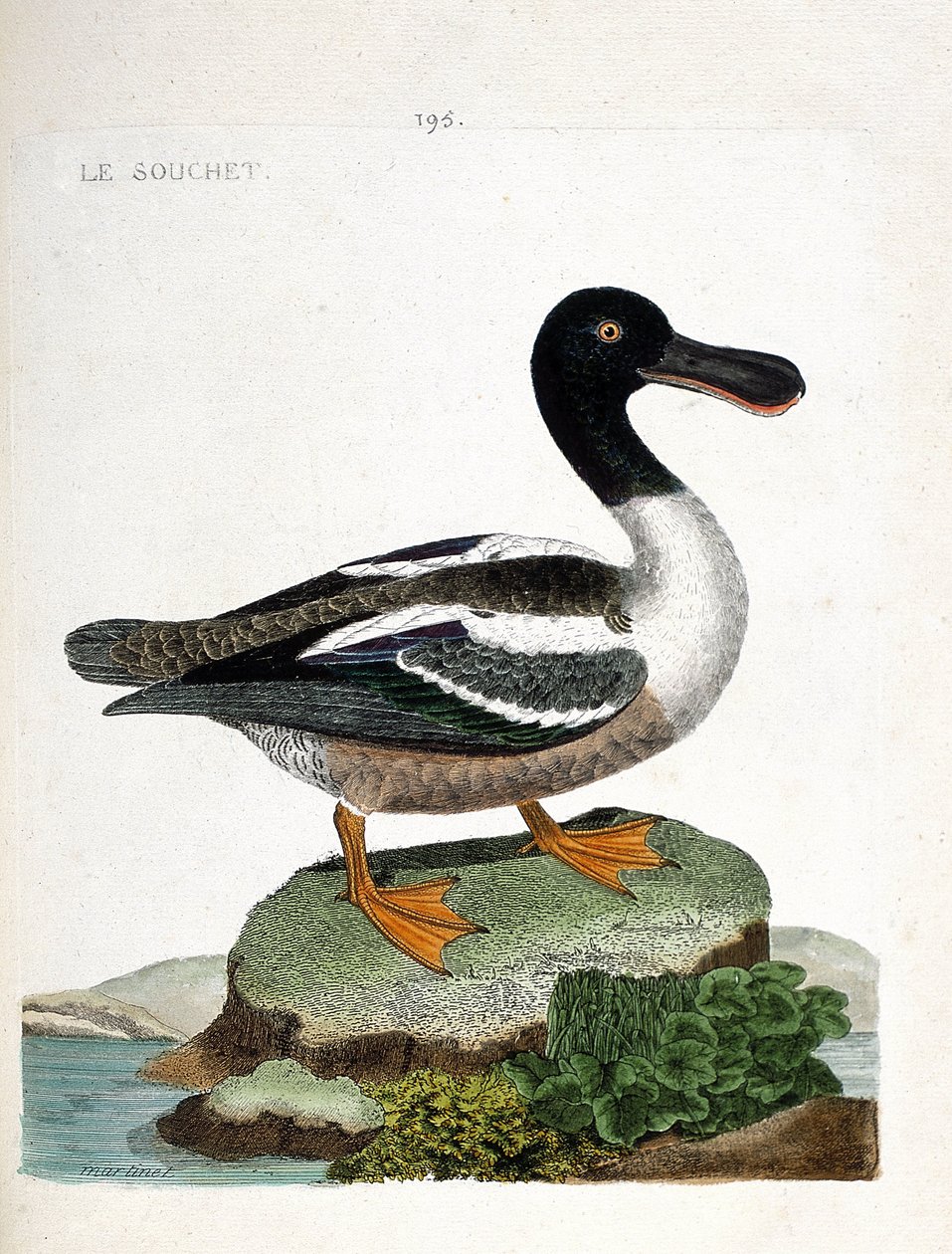 Carta zoologica (ornitologia): l