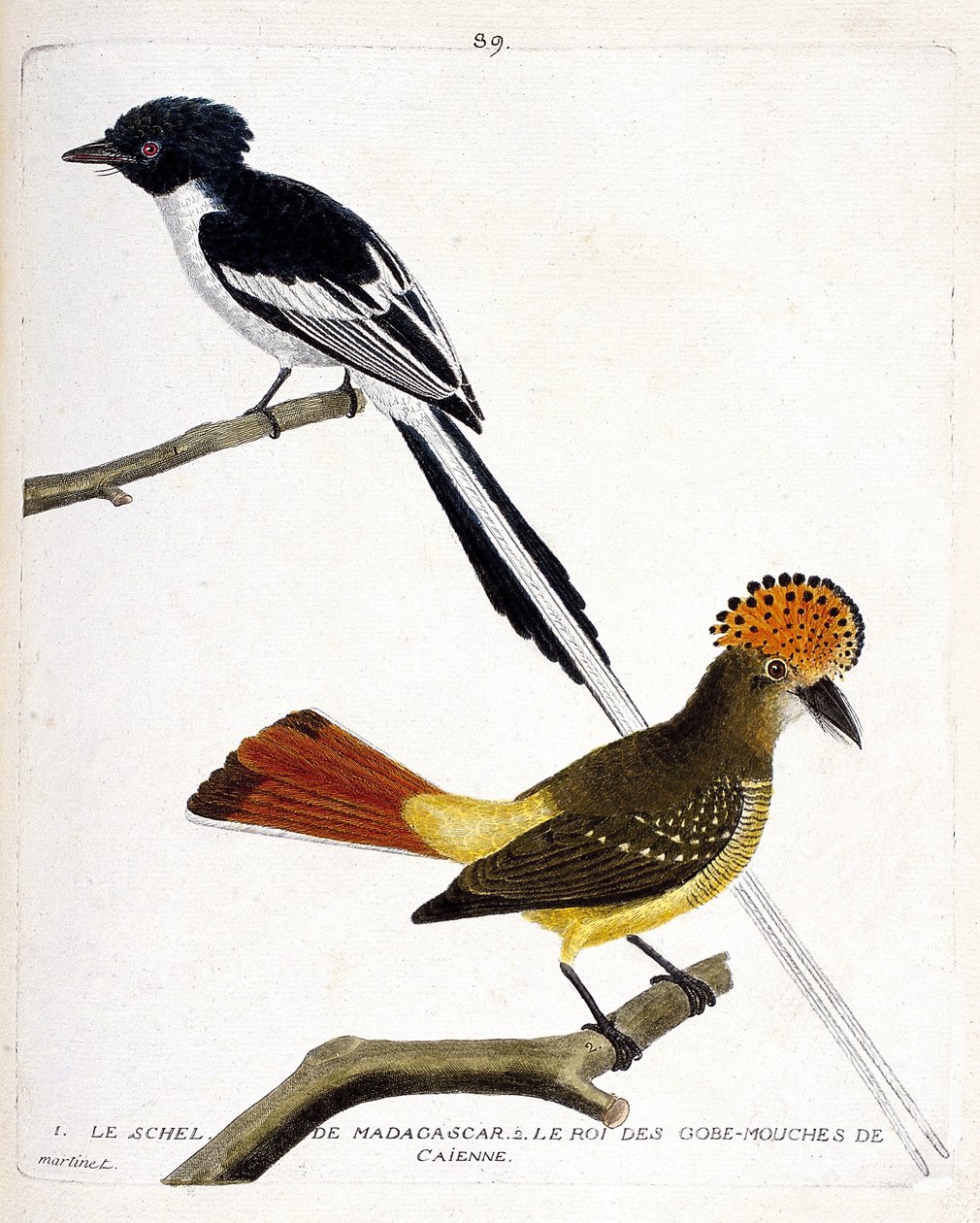 In alto: il pigliamosche del Madagascar (terpsiphone mutata). In basso: il pigliamosche di Caienna (onychorhynchus coronatus). Illustrazione in "La storia degli uccelli, dipinti nei loro aspetti apparenti e sensibili" di Francois Nicolas Martinet (1731-180 da Francois Nicolas Martinet