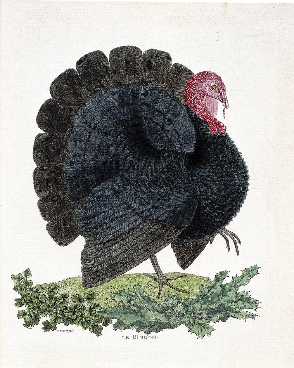 Tavola zoologica (ornitologia): Tacchino (tacchino domestico o Melaeagris gallopavo). Illustrazione in "La Storia degli Uccelli, Dipinti nei Loro Aspetti Apparenti e Sensibili" di Francois Nicolas Martinet (1731-1800) da Francois Nicolas Martinet