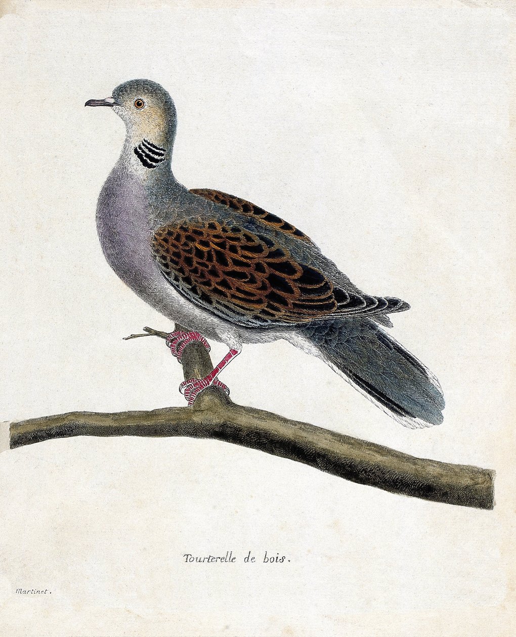 Tavola zoologica (ornitologia): Colomba selvatica (colomba selvatica o streptopelia turtur) su un ramo. Illustrazione in 