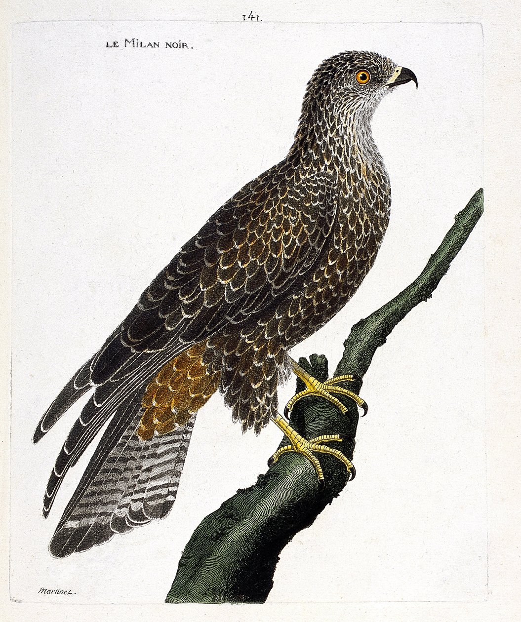 Tavola zoologica (ornitologia): nibbio nero (milvus migrans) su un ramo. Illustrazione in "La storia degli uccelli, dipinti nei loro aspetti apparenti e sensibili" di François Nicolas Martinet (1731-1800). Collezione privata da Francois Nicolas Martinet