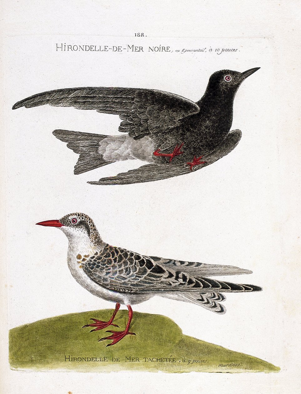 Tavola zoologica (ornitologia): sterna nera (sterna nera o chlidonias niger) in volo e sterna mustacchiata (moustac guifette o chlidonias hybrida). Illustrazione in "La Storia degli Uccelli, Dipinti nei Loro Aspetti Apparenti e Sensibili" di Francois Nicol da Francois Nicolas Martinet