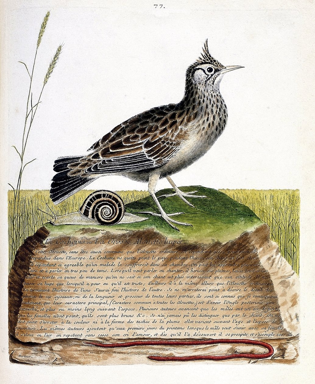 Tavola zoologica (ornitologia): cochevis (cochevis huppe o Galerida cristata). Illustrazione in "La storia degli uccelli, dipinti nei loro aspetti apparenti e sensibili" di François Nicolas Martinet (1731-1800). Collezione privata da Francois Nicolas Martinet