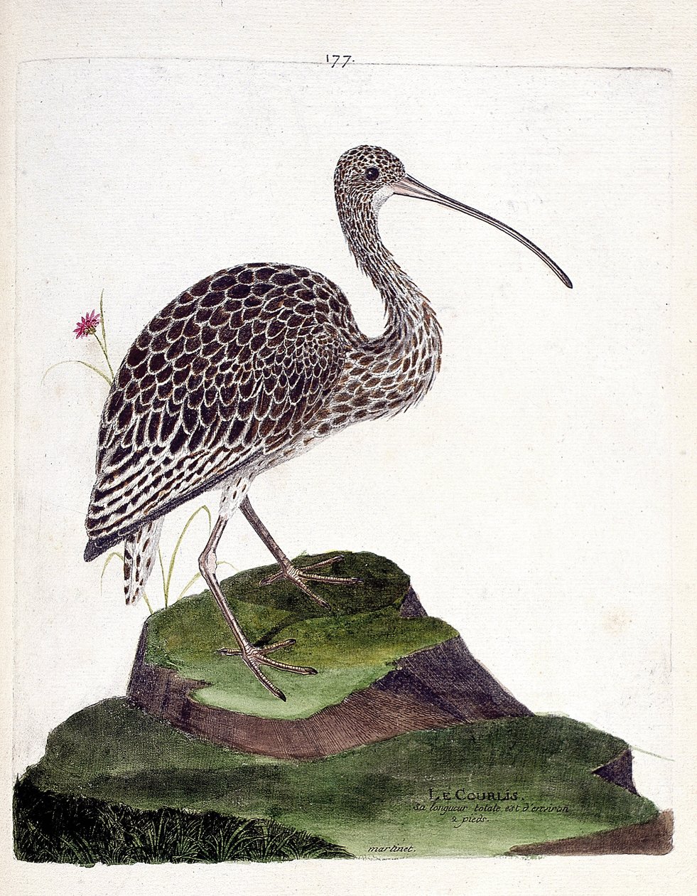 Chiurlo (numenius arquata). Illustrazione in "La storia degli uccelli, dipinti nei loro aspetti apparenti e sensibili" di Francois Nicolas Martinet (1731-1800). Collezione privata. da Francois Nicolas Martinet