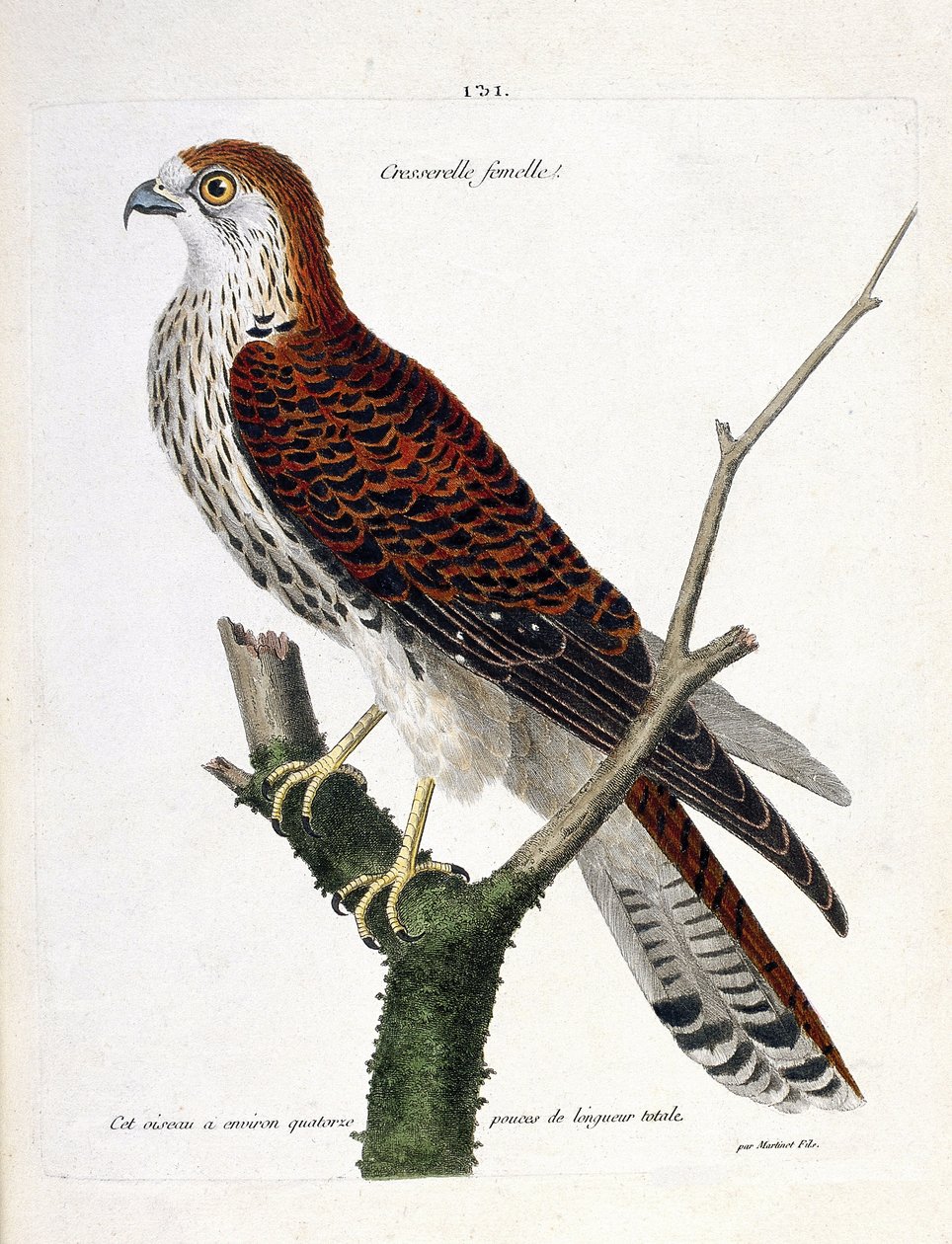 Il gheppio femmina (falco tinnunculus) su un ramo. Illustrazione in "La storia degli uccelli, dipinti nei loro aspetti apparenti e sensibili" di Francois Nicolas Martinet (1731-1800). Collezione privata da Francois Nicolas Martinet