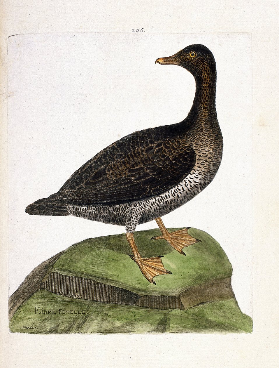 Carta zoologica (ornitologia): edredone femmina (edredone o somateria mollissima). Illustrazione in “La storia degli uccelli, dipinti nei loro aspetti apparenti e sensibili” di Francois Nicolas Martinet (1731-1800). Collezione privata da Francois Nicolas Martinet