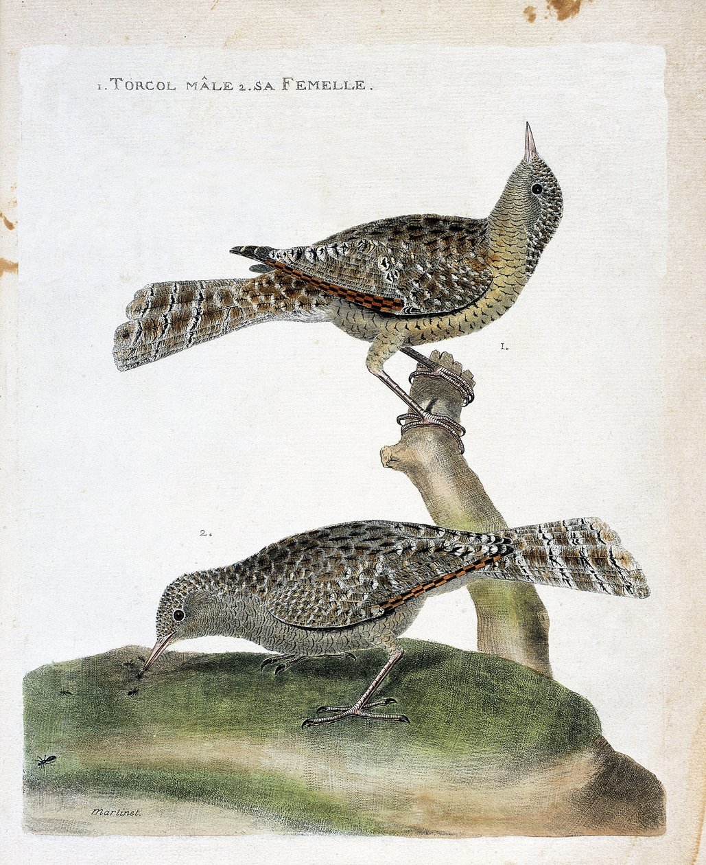 Il torcicollo maschio e la sua femmina (Jynx torquilla). Illustrazione in "La storia degli uccelli, dipinti nei loro aspetti apparenti e sensibili" di Francois Nicolas Martinet (1731-1800). Collezione privata da Francois Nicolas Martinet