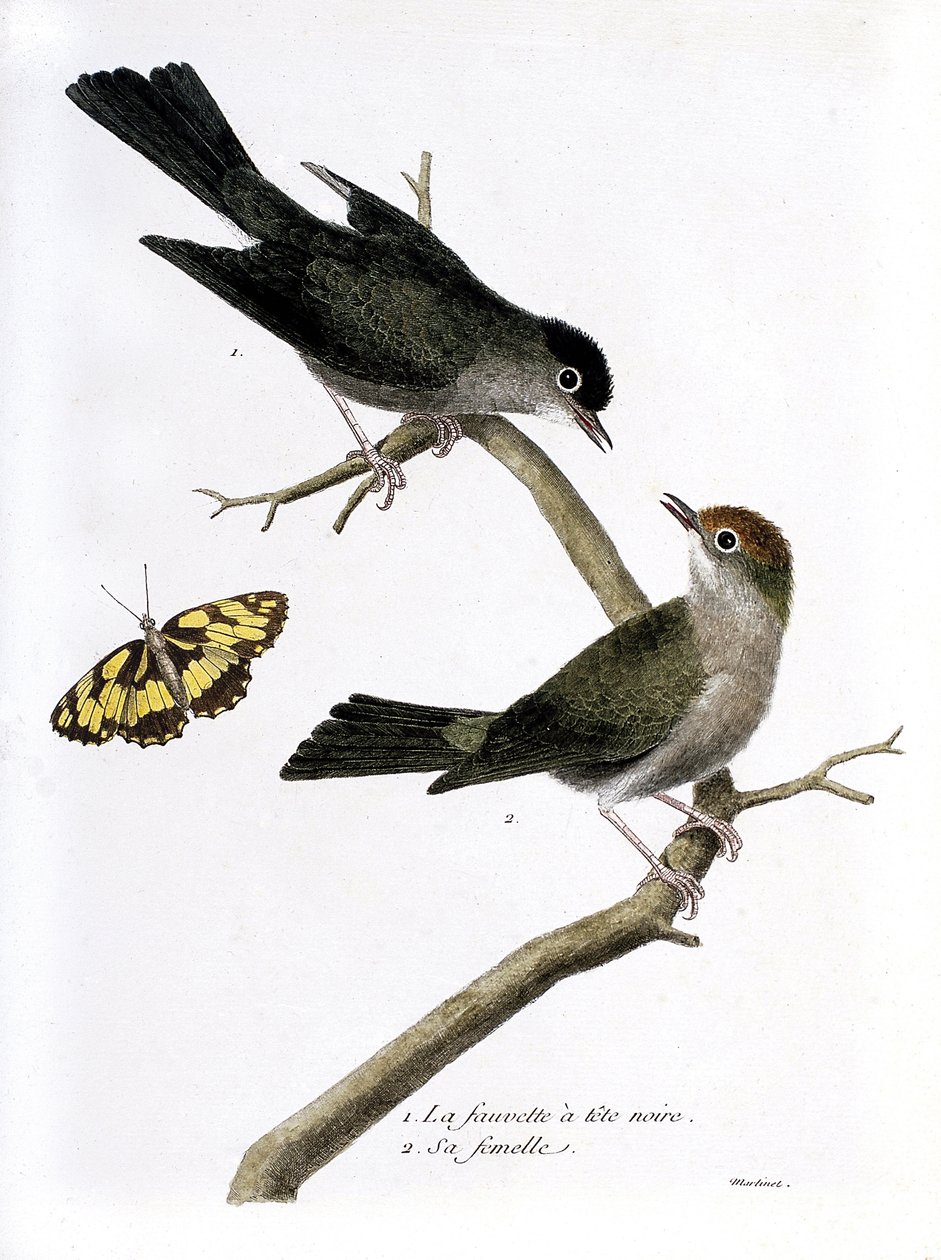 Capinera maschio e femmina (sylvia atricapilla) su un ramo. Illustrazione in "La storia degli uccelli, dipinti nei loro aspetti apparenti e sensibili" di Francois Nicolas Martinet (1731-1800). Collezione privata. da Francois Nicolas Martinet