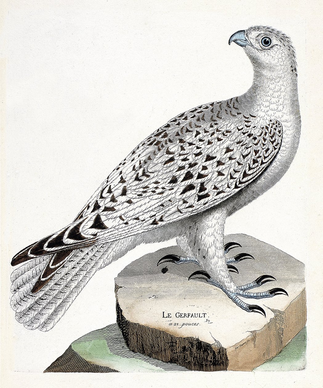 Il falco gerifalte (falco rusticolus). Illustrazione in "La storia degli uccelli, dipinti nei loro aspetti apparenti e sensibili" di Francois Nicolas Martinet (1731-1800). Collezione privata da Francois Nicolas Martinet