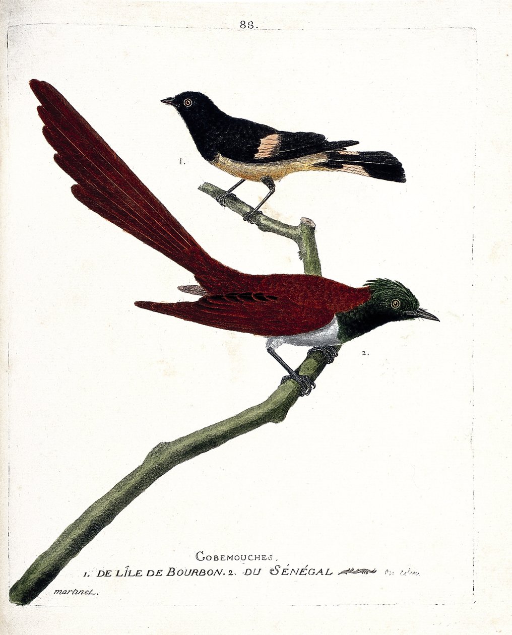 Tavola zoologica (ornitologia): pigliamosche dell