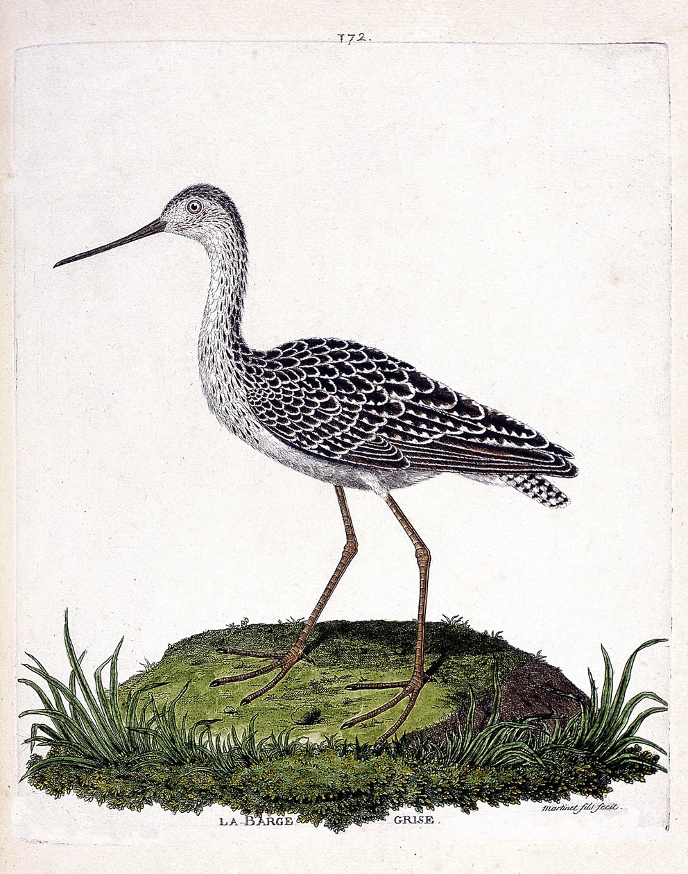 Tavola zoologica (ornitologia): pittima minore (pittima rossa o limosa lapponica). Illustrazione in "La Storia degli Uccelli, Dipinti nei Loro Aspetti Apparenti e Sensibili" di Francois Nicolas Martinet (1731-1800). Collezione privata da Francois Nicolas Martinet