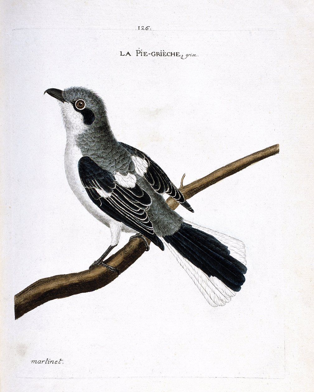 Carta zoologica (ornitologia): averla grigia (averla grigia o lanius excubitor) su un ramo. Illustrazione in “La storia degli uccelli, dipinti nei loro aspetti apparenti e sensibili” di Francois Nicolas Martinet (1731-1800). Collezione privata da Francois Nicolas Martinet