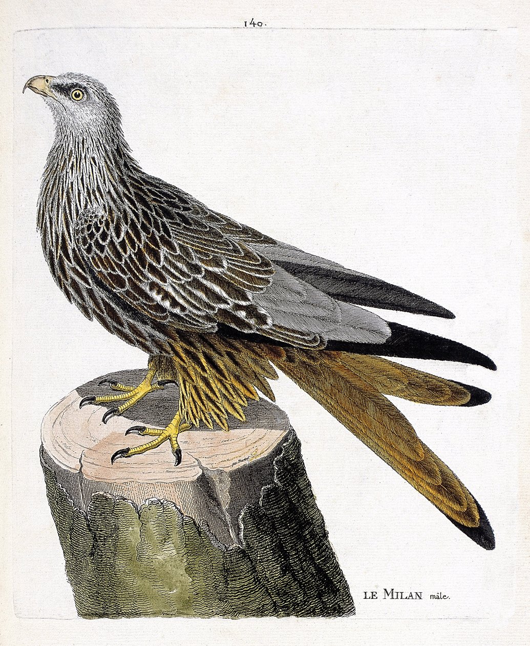 Tavola zoologica (ornitologia): milano maschio (milano reale o milvus milvus). Illustrazione in "La Storia degli Uccelli, Dipinti nei Loro Aspetti Apparenti e Sensibili" di Francois Nicolas Martinet (1731-1800). Collezione privata da Francois Nicolas Martinet