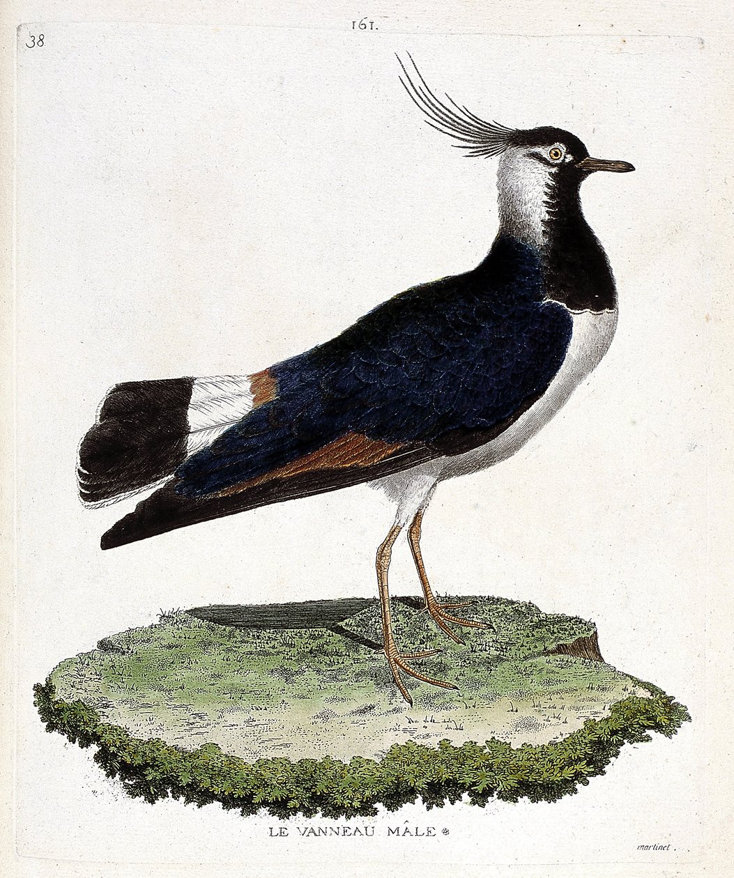 Carta zoologica (ornitologia): pavoncella maschio (pavoncella o vanellus vanellus). Illustrazione in “La storia degli uccelli, dipinti nei loro aspetti apparenti e sensibili” di Francois Nicolas Martinet (1731-1800). Collezione privata da Francois Nicolas Martinet