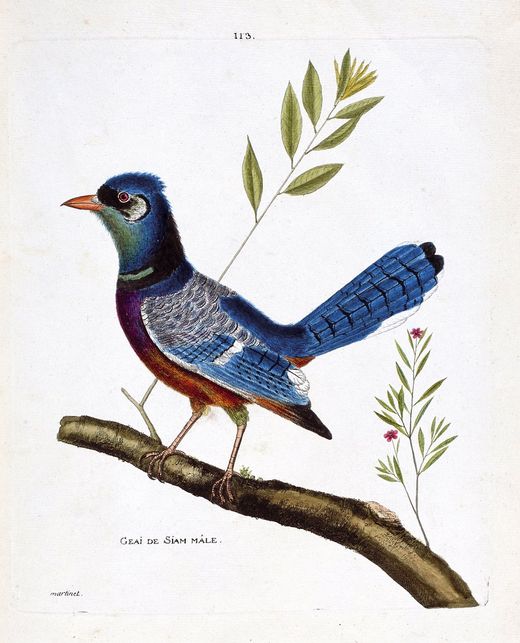Tavola zoologica (ornitologia): ghiandaia siamese maschio (ghiandaia blu o cyanocitta cristata) su un ramo. Illustrazione in "La Storia degli Uccelli, Dipinti nei Loro Aspetti Apparenti e Sensibili" di Francois Nicolas Martinet (1731-1800). Collezione priv da Francois Nicolas Martinet