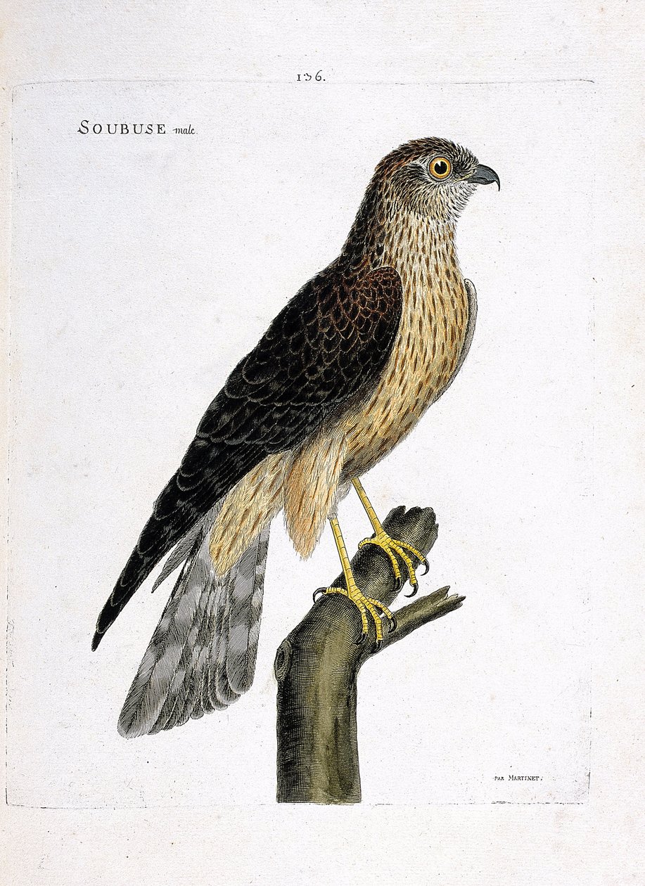 Tavola zoologica (ornitologia): maschio di albanella reale (circus cyaneus) su un ramo. Illustrazione in "La storia degli uccelli, dipinti nei loro aspetti apparenti e sensibili" di François Nicolas Martinet (1731-1800). Collezione privata da Francois Nicolas Martinet