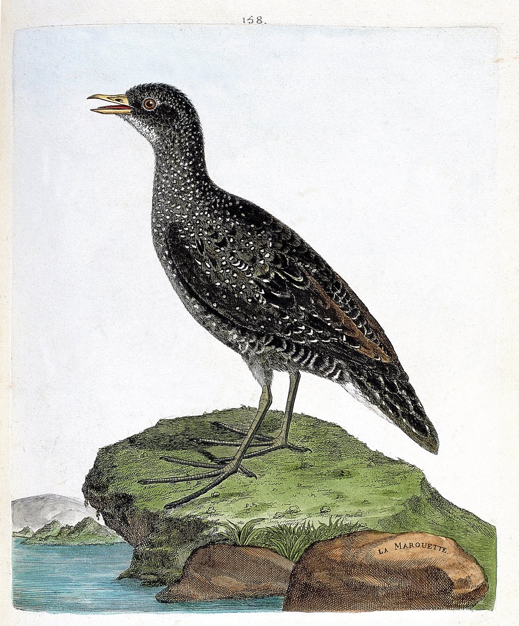 Marouette (porzana porzana). Illustrazione in "La storia degli uccelli, dipinti nei loro aspetti apparenti e sensibili" di Francois Nicolas Martinet (1731-1800). Collezione privata. da Francois Nicolas Martinet