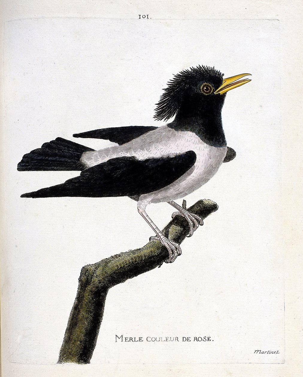 Tavola zoologica (ornitologia): merlo rosa (storno rossiccio o sturnus roseus) su un ramo. Illustrazione in "La storia degli uccelli, dipinti nei loro aspetti apparenti e sensibili" di François Nicolas Martinet (1731-1800). Collezione privata da Francois Nicolas Martinet