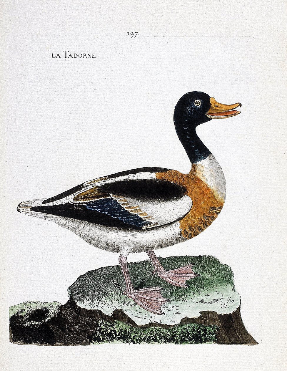 Tavola zoologica (ornitologia): volpoca (tadorna tadorna). Illustrazione in "La Storia degli Uccelli, Dipinti nei Loro Aspetti Apparenti e Sensibili" di Francois Nicolas Martinet (1731-1800). Collezione privata da Francois Nicolas Martinet