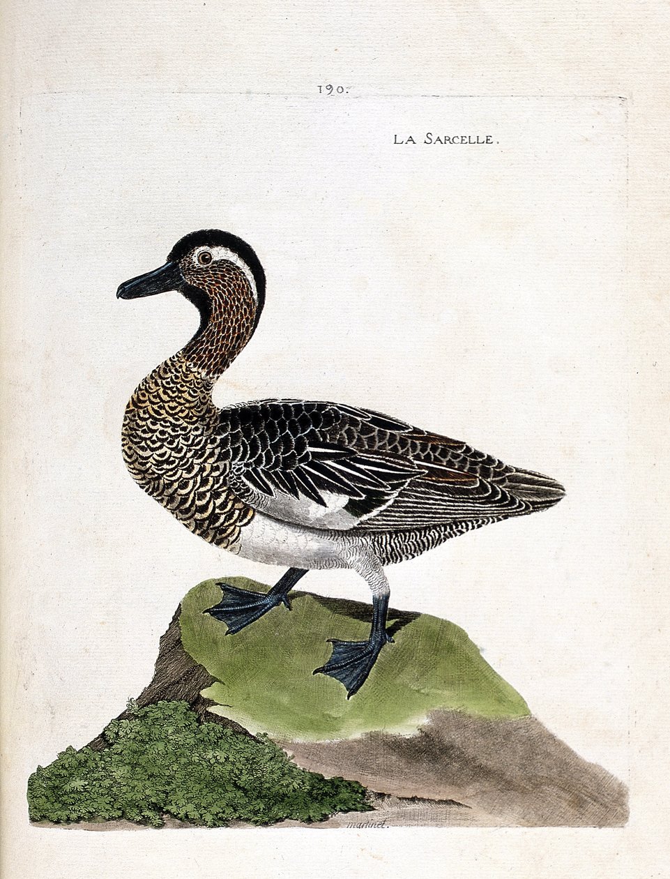 La marzaiola (anas querquedula). Illustrazione in "La storia degli uccelli, dipinti nei loro aspetti apparenti e sensibili" di Francois Nicolas Martinet (1731-1800). Collezione privata da Francois Nicolas Martinet