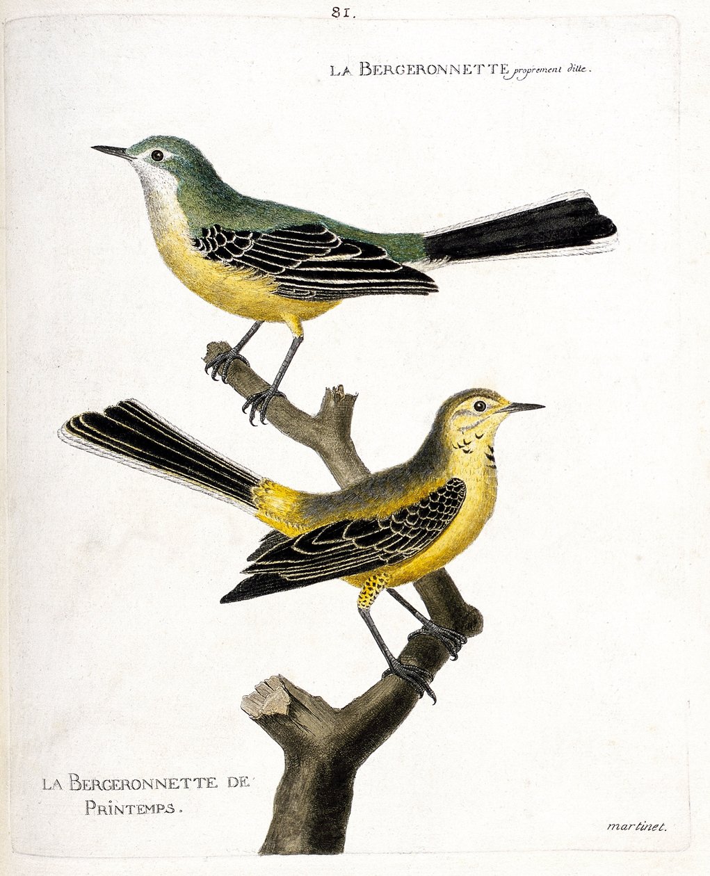 Carta zoologica (ornitologia): la ballerina gialla e la ballerina primaverile (ballerina primaverile o motacilla flava) su un ramo. Illustrazione in “La storia degli uccelli, dipinti nei loro aspetti apparenti e sensibili” di Francois Nicolas Martinet da Francois Nicolas Martinet