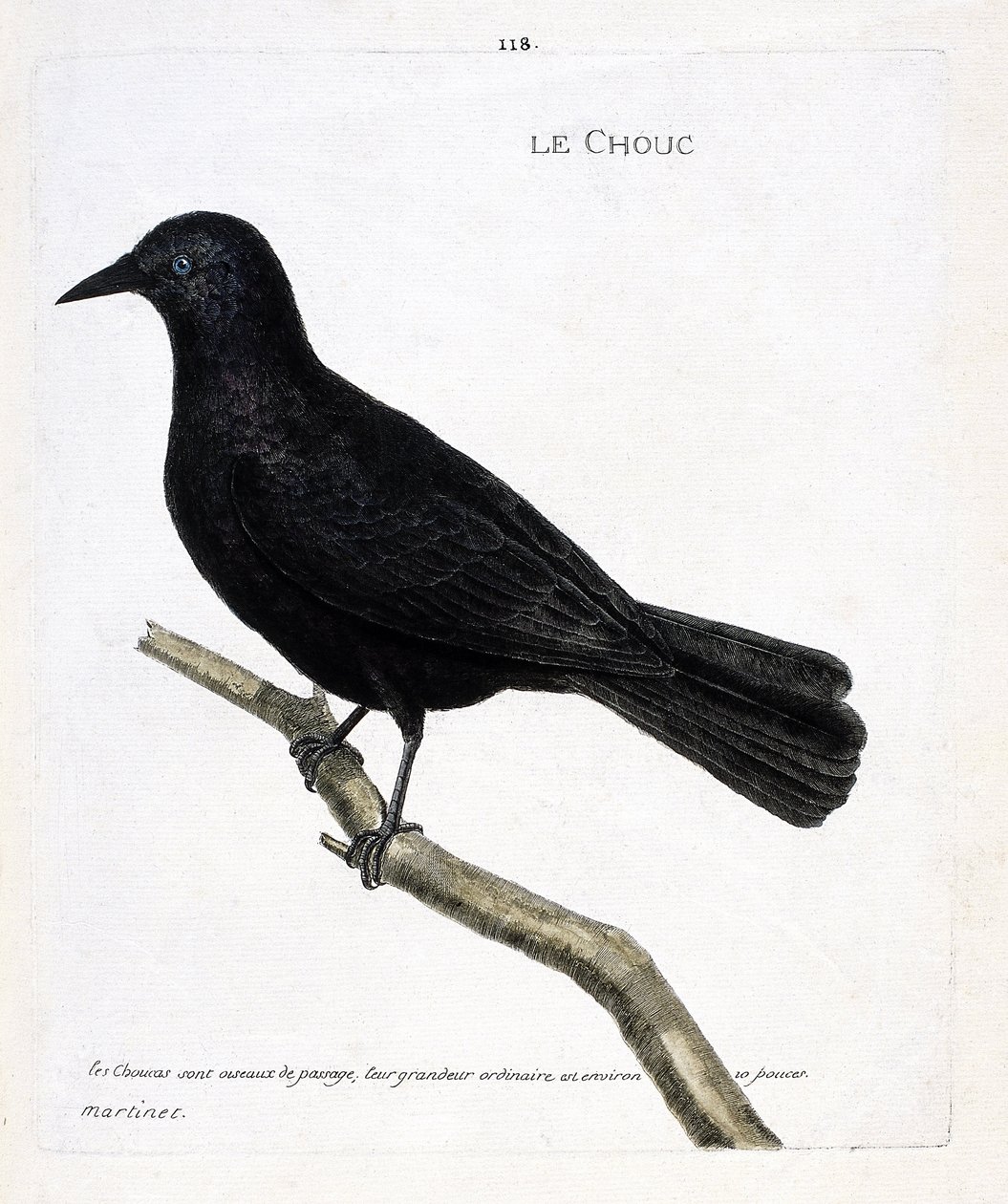 Carta zoologica (ornitologia): la taccola (taccola delle torri o corvus monedula) su un ramo. Illustrazione in “La storia degli uccelli, dipinti nei loro aspetti apparenti e sensibili” di Francois Nicolas Martinet (1731-1800). Collezione privata da Francois Nicolas Martinet