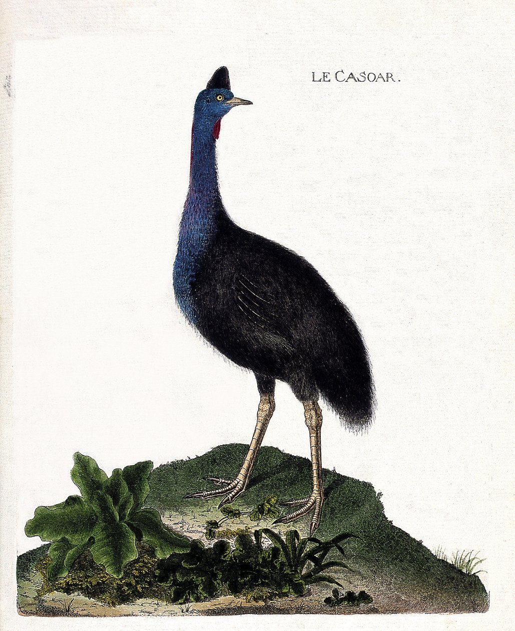 Tavola zoologica (ornitologia): il casuario (casuario elmo o cassuarius cassuarius). Illustrazione in "La Storia degli Uccelli, Dipinti nei Loro Aspetti Apparenti e Sensibili" di Francois Nicolas Martinet (1731-1800). Collezione privata da Francois Nicolas Martinet