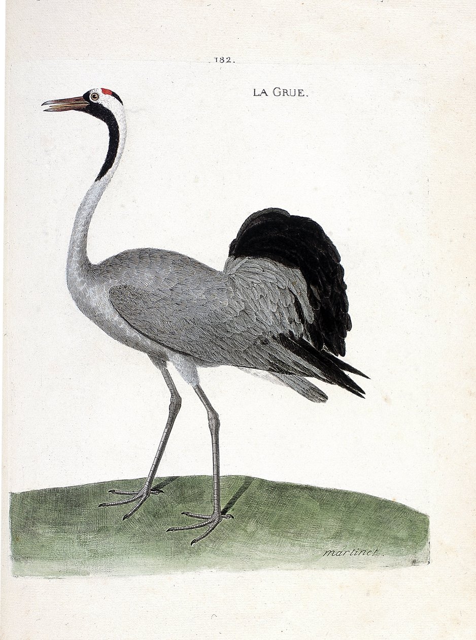 Carta zoologica (ornitologia): la gru (gru cenerina o grus grus). Illustrazione in “La storia degli uccelli, dipinti nei loro aspetti apparenti e sensibili” di Francois Nicolas Martinet (1731-1800). Collezione privata da Francois Nicolas Martinet