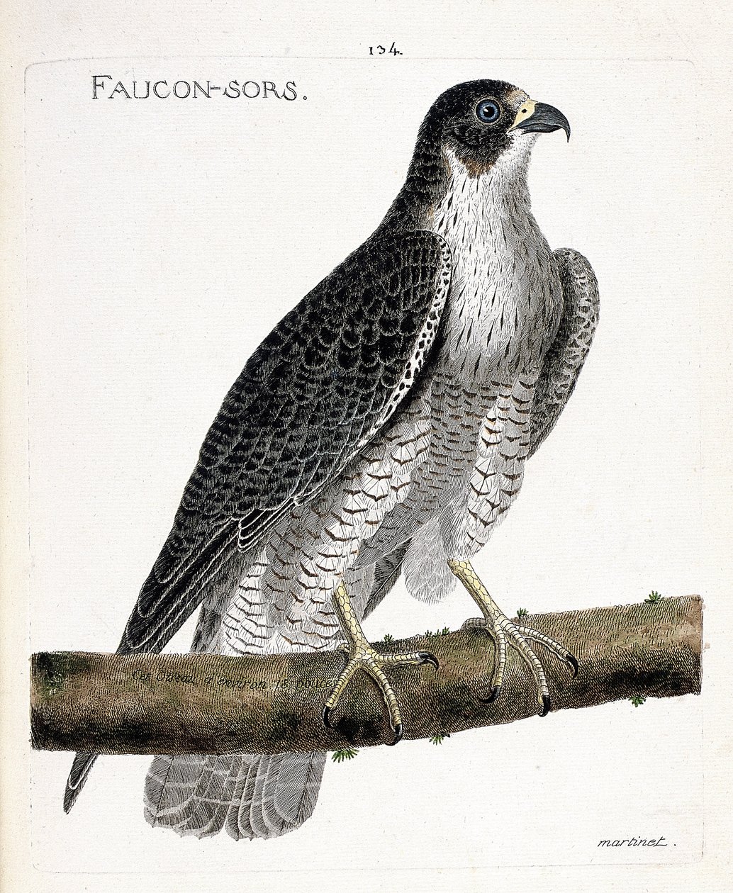 Tavola zoologica (ornitologia): il falco pellegrino (falco pellegrino o falco peregrinus) su un ramo. Illustrazione in "La storia degli uccelli, dipinti nei loro aspetti apparenti e sensibili" di François Nicolas Martinet (1731-1800). Collezione privata da Francois Nicolas Martinet