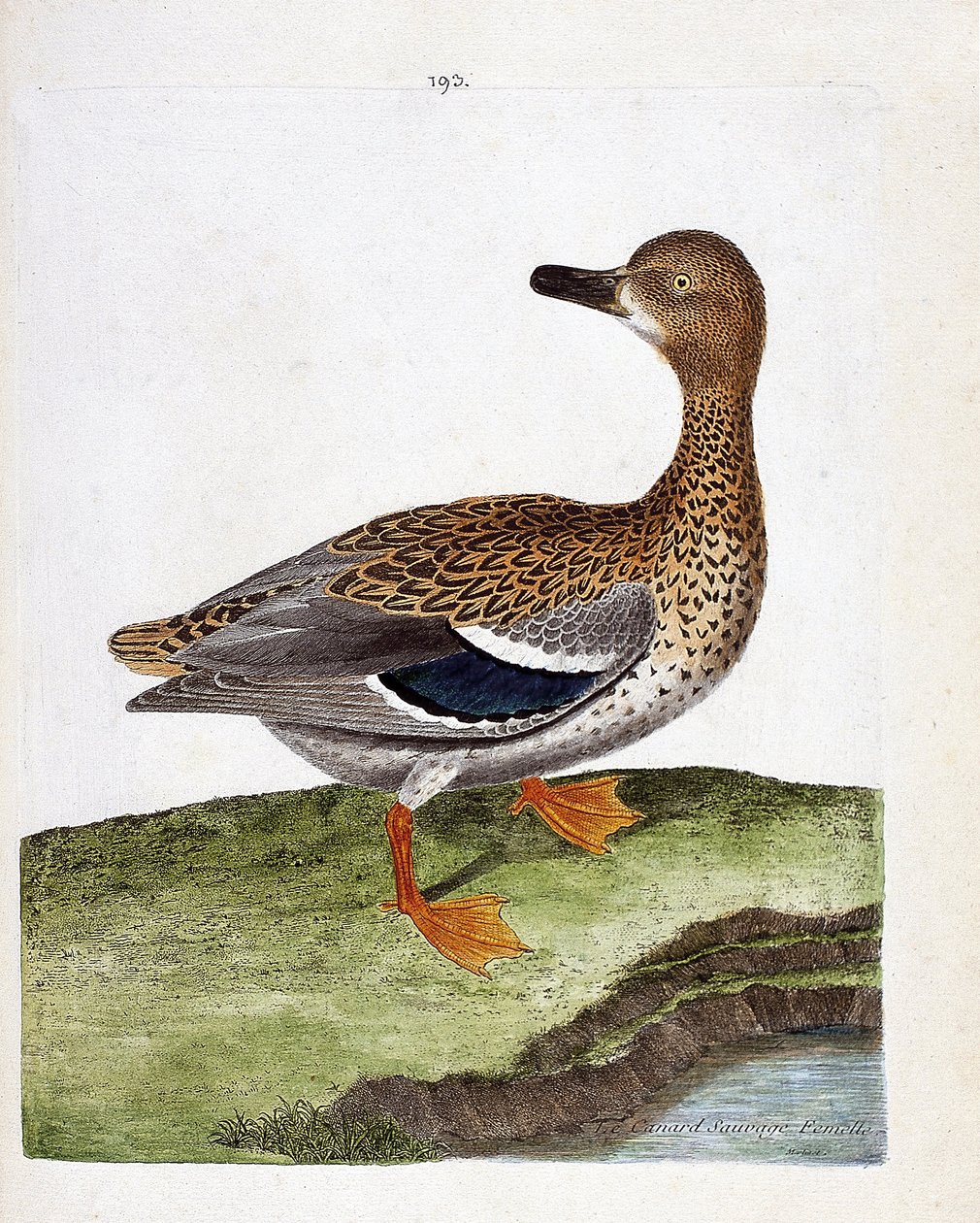 Carta zoologica (ornitologia): l