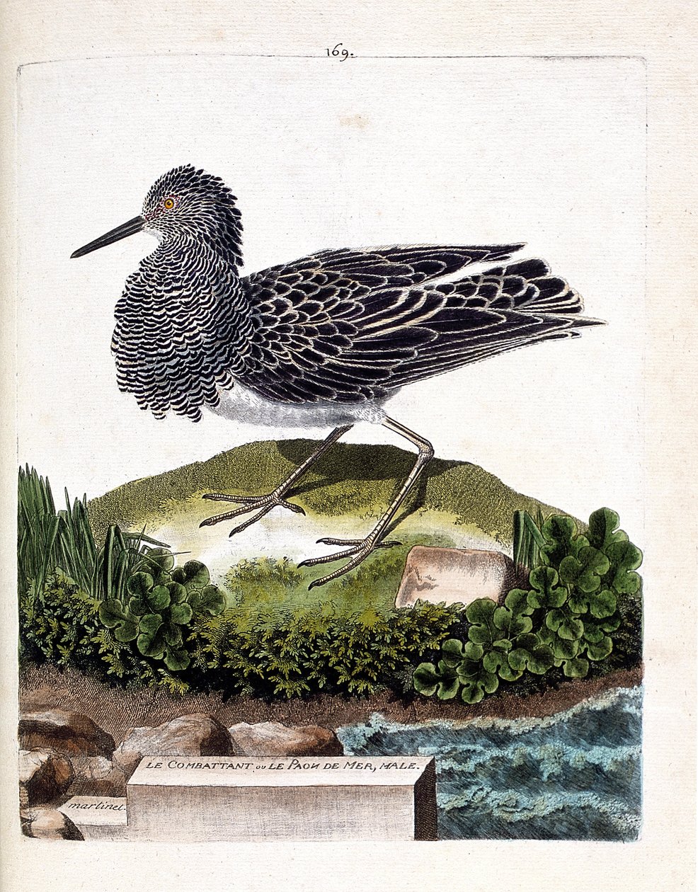 Tavola zoologica (ornitologia): il combattente o il pavone marino maschio (combattente variabile o philomachus pugnax). Illustrazione in "La Storia degli Uccelli, Dipinti nei Loro Aspetti Apparenti e Sensibili" di Francois Nicolas Martinet (1731-1800). Col da Francois Nicolas Martinet