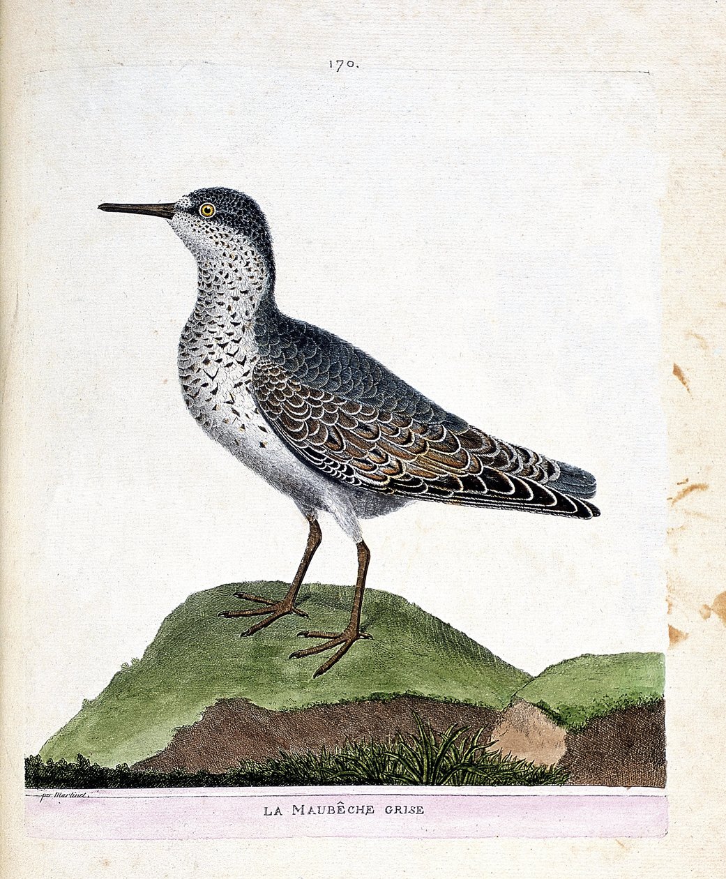Carta zoologica (ornitologia): il piovanello violetto (calidris maritima). Illustrazione in “La storia degli uccelli, dipinti nei loro aspetti apparenti e sensibili” di Francois Nicolas Martinet (1731-1800). Collezione privata da Francois Nicolas Martinet