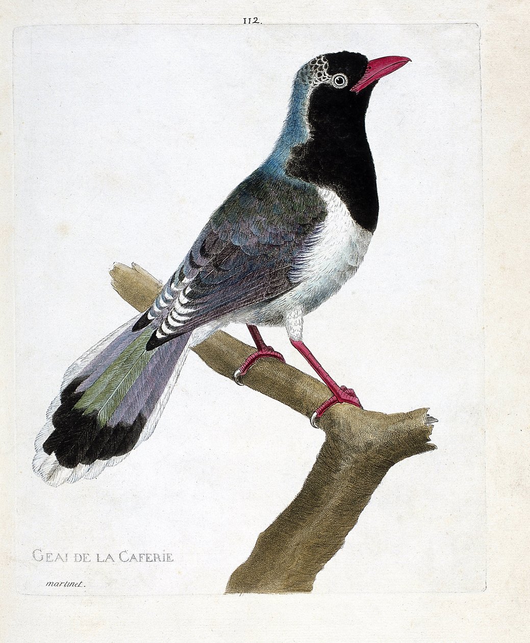 Tavola zoologica (ornitologia): la ghiandaia del caffè (pirolla dal becco rosso o urocissa erythrorhyncha). Illustrazione in "La Storia degli Uccelli, Dipinti nei Loro Aspetti Apparenti e Sensibili" di Francois Nicolas Martinet (1731-1800). Collezione priv da Francois Nicolas Martinet