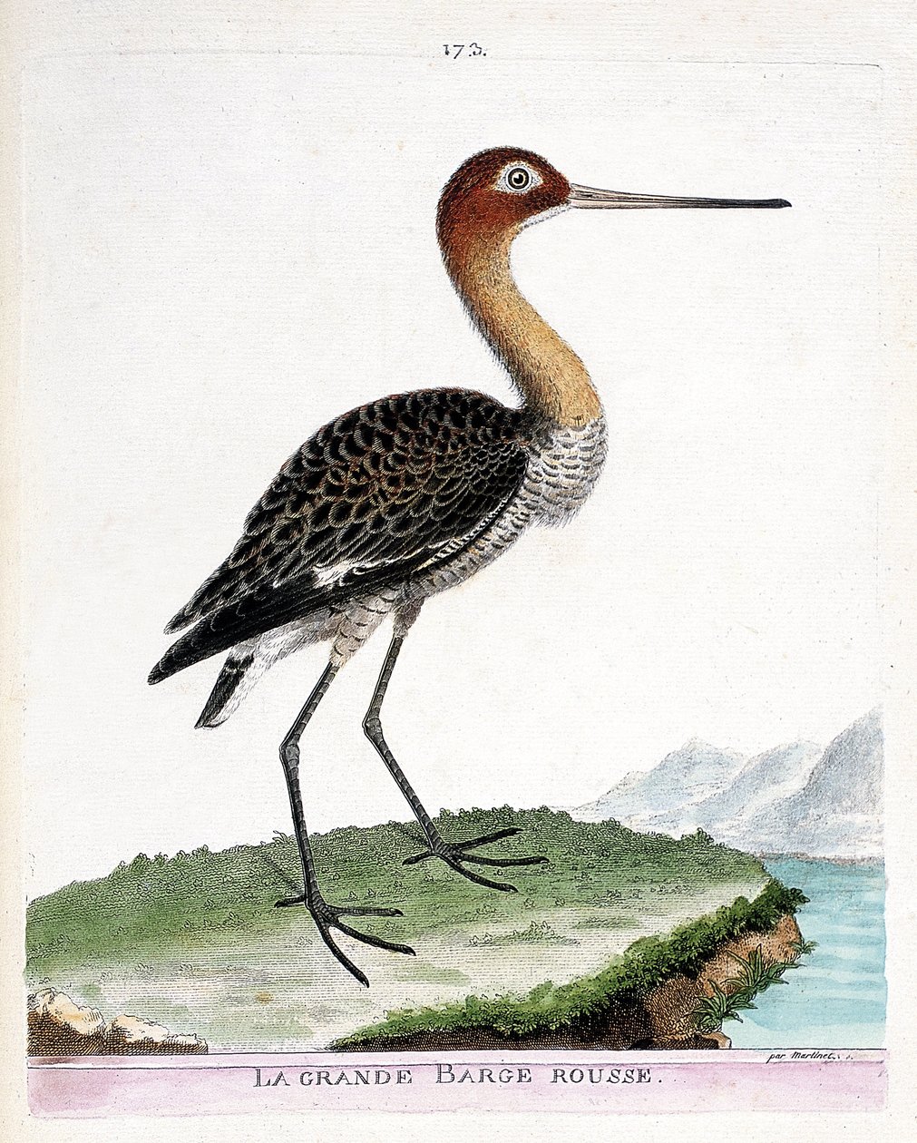 Carta zoologica (ornitologia): la grande beccaccia di mare (limosa limosa). Illustrazione in "The History of the Birds" di Francois Nicolas Martinet (1731-1800). Collezione privata. da Francois Nicolas Martinet