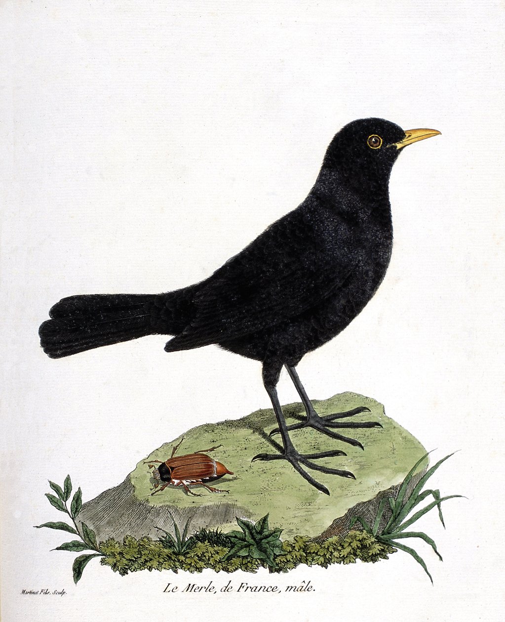 Carta zoologica (ornitologia): il merlo maschio (turdus merula). Illustrazione in "The History of the Birds" di Francois Nicolas Martinet (1731-1800). Collezione privata. da Francois Nicolas Martinet