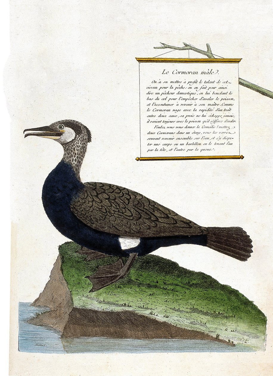 Tavola zoologica (ornitologia): il cormorano maschio (grande cormorano o phalacrocorax carbo). Illustrazione in "La Storia degli Uccelli, Dipinti nei Loro Aspetti Apparenti e Sensibili" di Francois Nicolas Martinet (1731-1800). Collezione privata da Francois Nicolas Martinet
