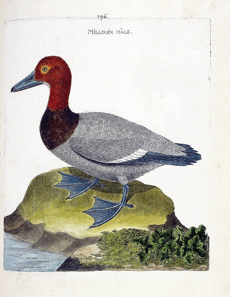 Millouin maschio (aythia ferina). Illustrazione in "La storia degli uccelli, dipinti nei loro aspetti apparenti e sensibili" di Francois Nicolas Martinet (1731-1800). Collezione privata. da Francois Nicolas Martinet