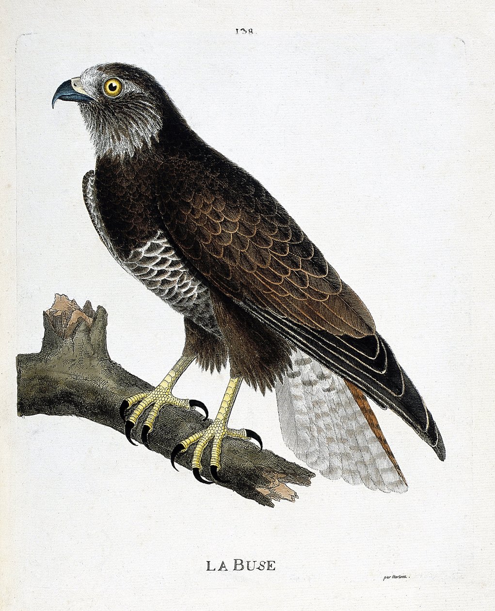 La poiana (buteo buteo) su un ramo. Illustrazione in "La storia degli uccelli, dipinti nei loro aspetti apparenti e sensibili" di Francois Nicolas Martinet (1731-1800). Collezione privata da Francois Nicolas Martinet