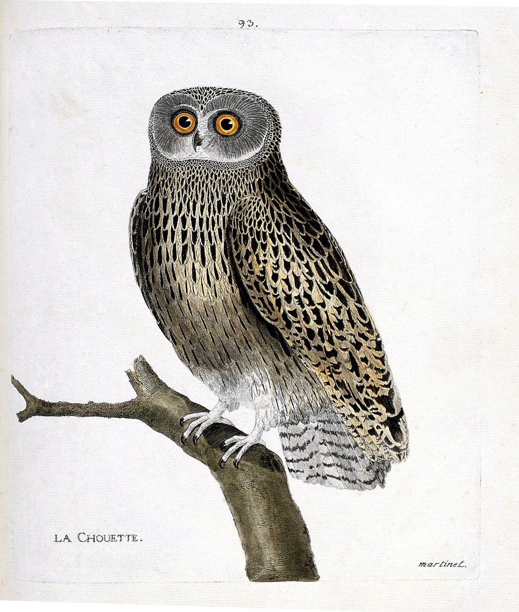 Gufo su un ramo (hulotte o strix aluco). Illustrazione in "La storia degli uccelli, dipinti nei loro aspetti apparenti e sensibili" di Francois Nicolas Martinet (1731-1800). Collezione privata. da Francois Nicolas Martinet
