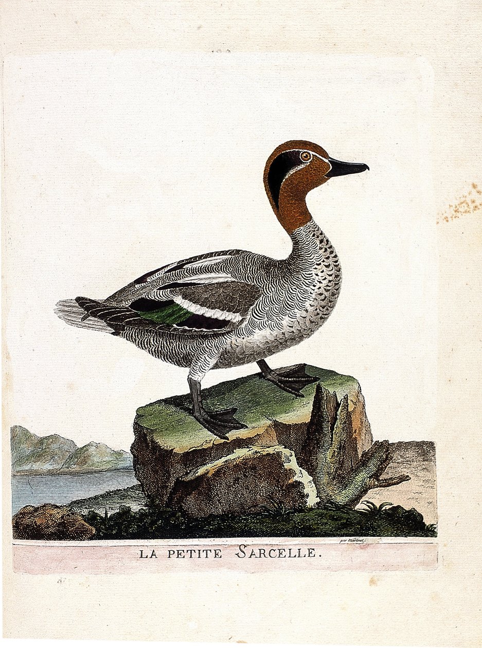 Alzavola (anas crecca). Illustrazione in "La storia degli uccelli, dipinti nei loro aspetti apparenti e sensibili" di Francois Nicolas Martinet (1731-1800). Collezione privata. da Francois Nicolas Martinet