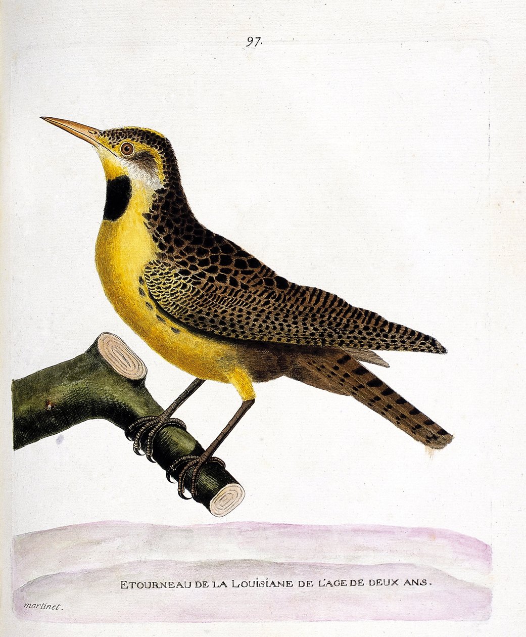 Lo storno della Louisiana (sturnella magna) su un ramo. Illustrazione in "La storia degli uccelli, dipinti nei loro aspetti apparenti e sensibili" di Francois Nicolas Martinet (1731-1800). Collezione privata da Francois Nicolas Martinet