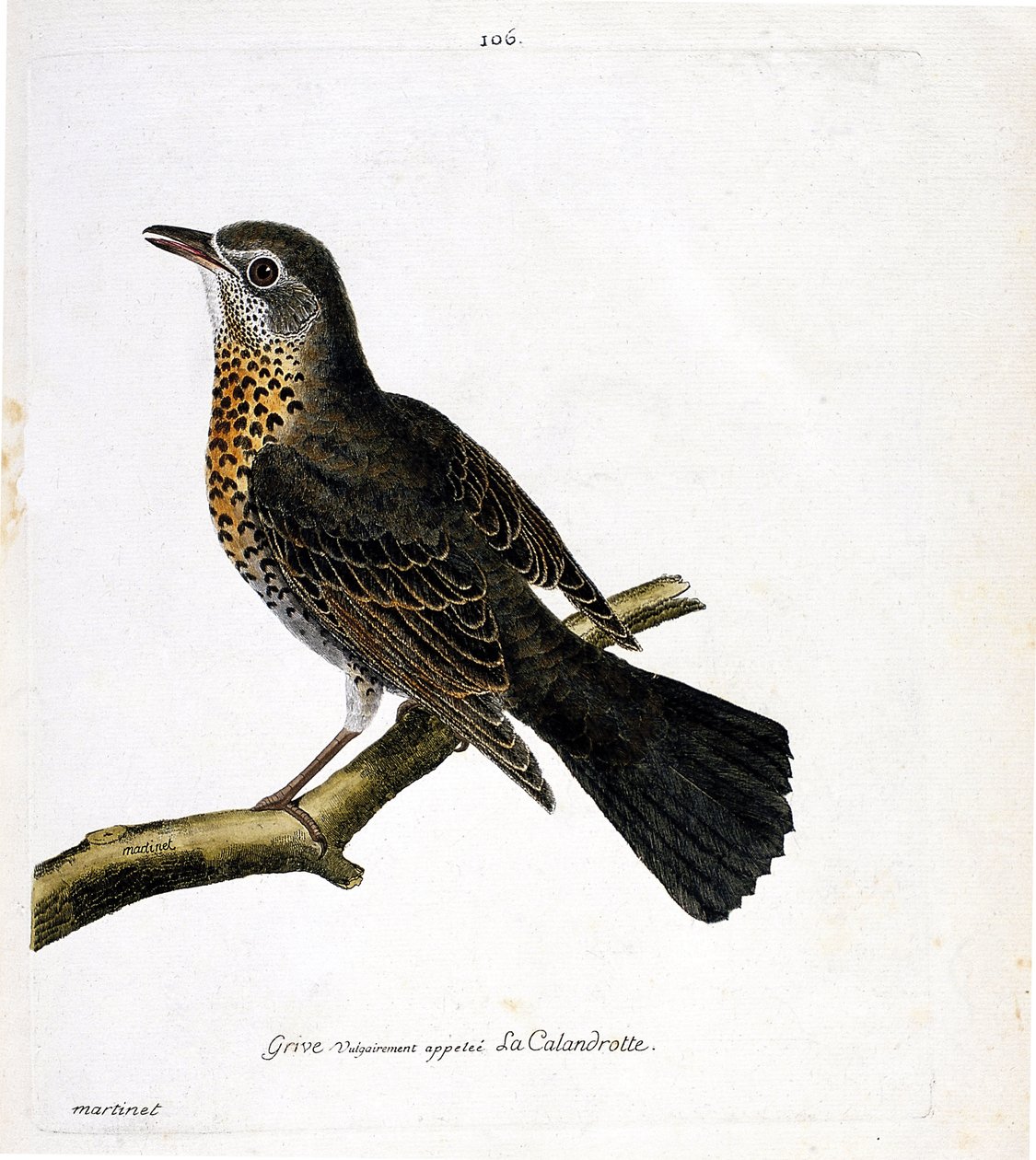 Tordo calandrotte su un ramo. Illustrazione in "La storia degli uccelli, dipinti nei loro aspetti apparenti e sensibili" di Francois Nicolas Martinet (1731-1800). Collezione privata. da Francois Nicolas Martinet