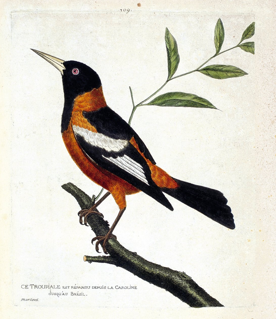 Carta zoologica (ornitologia): il troupiale (troupiale oriolo o icterus icterus) su un ramo. Illustrazione in “La storia degli uccelli, dipinti nei loro aspetti apparenti e sensibili” di Francois Nicolas Martinet (1731-1800). Collezione privata da Francois Nicolas Martinet